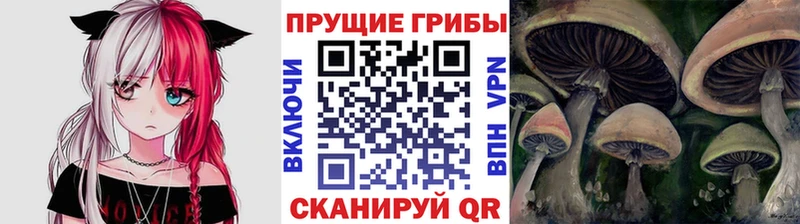darknet как зайти мега рабочий сайт Елизово Галлюциногенные грибы Psilocybine cubensis